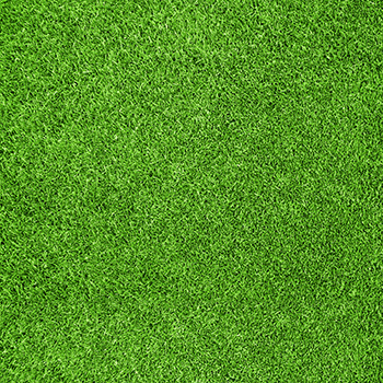 grass FOTOKÚTIK.sk - PHOTOBOOTH.sk